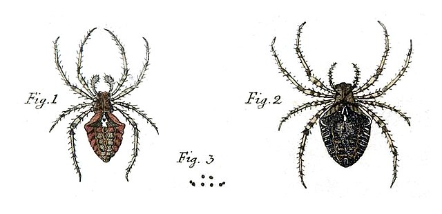 Spider anatomy - Wikipedia