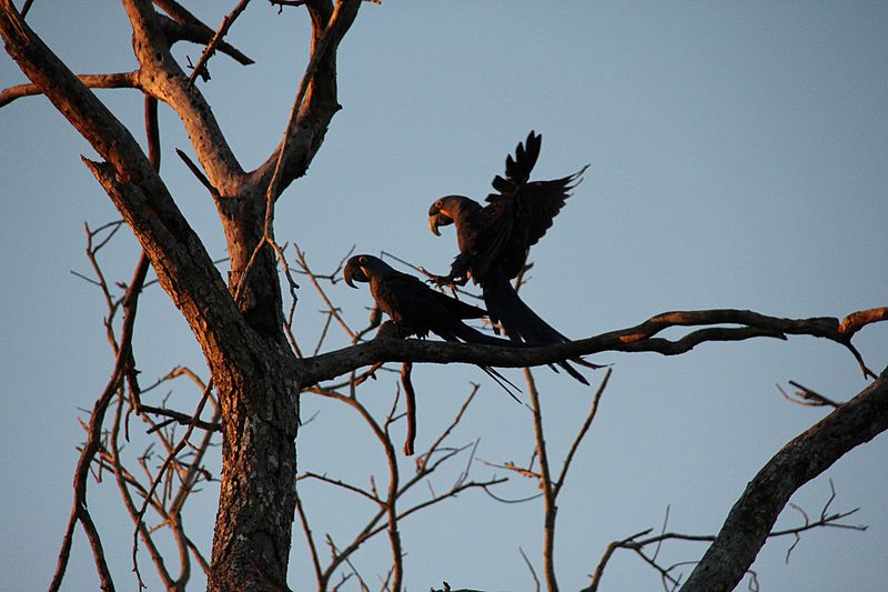 File:Araras-azuis ao pôr-do-sol.jpg