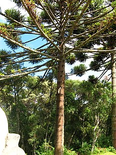 Pin du Paraná (Araucaria angustifolia)