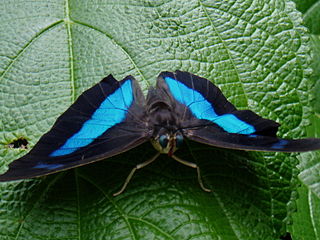 <i>Archaeoprepona</i> Genus of brush-footed butterflies