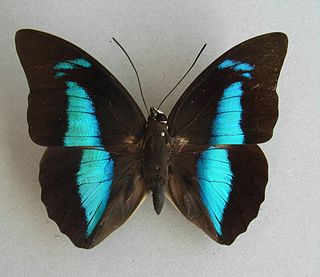 <i>Archaeoprepona meander</i> Species of butterfly