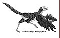 Archaeopteryx