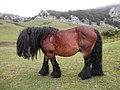 Thumbnail for Basque Mountain Horse