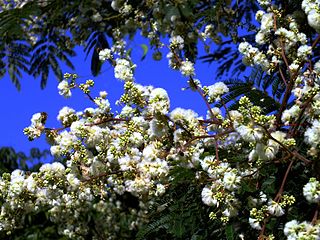 <i>Acacia plumosa</i> species of plant