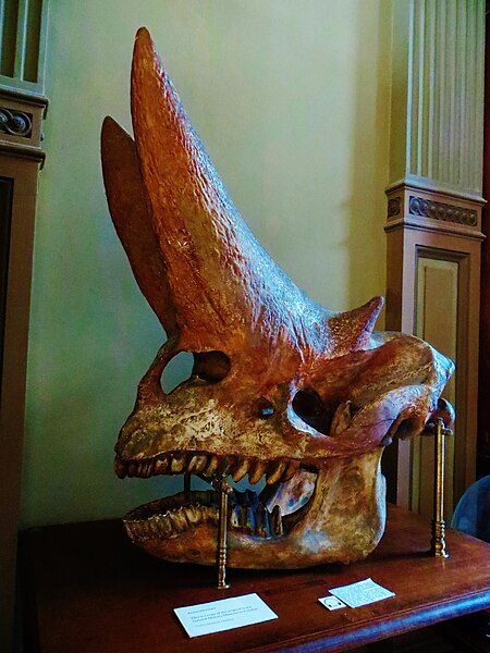 File:Arsinoitherium zitteli Teylers.JPG