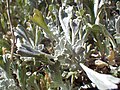 Artemisia tridentata spiciformis (9576321479).jpg