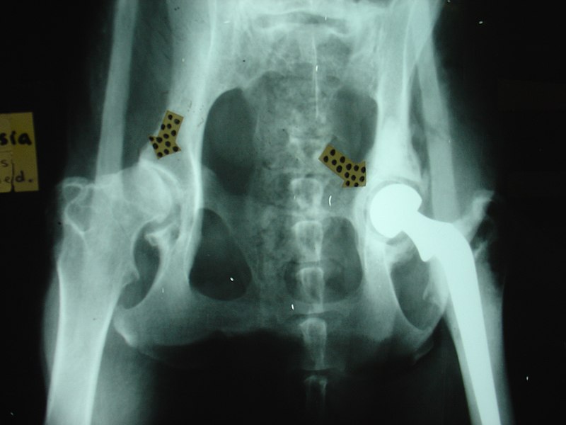 File:Artificial hip in dog.JPG