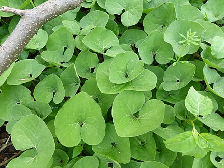 Покажи растение. Asarum canadense. Копытень canadense. Asarum canadense (Азарум канаденсе ) копытень канадский. Копытень Зибольда сорт.