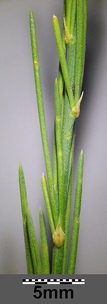 File:Asparagus officinalis sl12.jpg