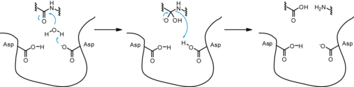 510px-Aspartyl_protease_mechanism.png