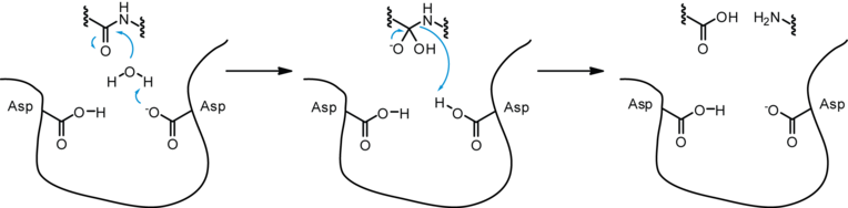 Proposed mechanism of peptide cleavage by aspartyl proteases. Aspartyl protease mechanism.png