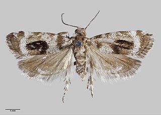 <i>Asterivora inspoliata</i> Species of moth