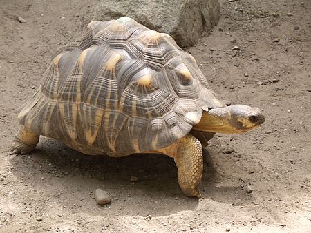 Astrochelys