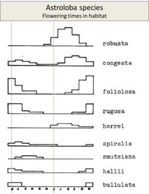 Astroloba species - flowering times.png