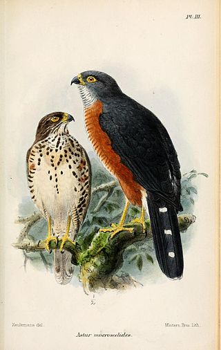 <span class="mw-page-title-main">Red-chested goshawk</span> Species of bird