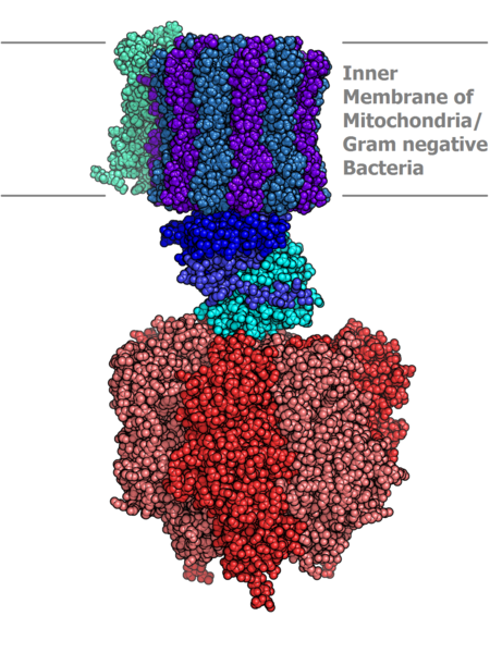 https://upload.wikimedia.org/wikipedia/commons/thumb/0/00/Atp_synthase.PNG/450px-Atp_synthase.PNG