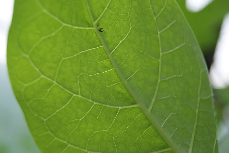 File:Atropa bella-donna by Danny S. - 004.jpg