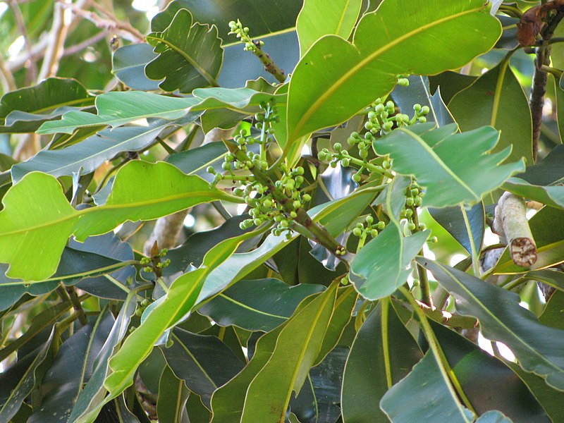 File:Atuna racemosa subsp racemosa - Flower Buds and Leaves - Kahanu Gardens.jpg