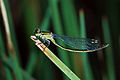 Eastern billabong fly (Austroagrion watsoni) (female), Tea Tree, Tasmania, Australia