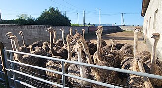 Elevage d'autruches pour la production de viande en Isère (France)