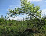 The same oak in May 2021