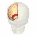 BA18 - Secondary visual cortex (V2) - animation.gif
