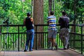 * Nomination Wong Siew Te, Founder and CEO of Bornean Sun Bear Conservation Centre (standing at the right) during a personal guiding tour on the observation platform of the Sun Bear Centre --Cccefalon 07:54, 20 June 2014 (UTC) * Decline  Oppose overexposed (background and people at the middle) --Christian Ferrer 08:08, 28 June 2014 (UTC)