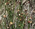 Baccharis juncea üçün miniatür