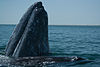 Une baleine grise sort sa tête de l'océan. La côte est visible en arrière-plan.