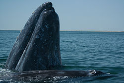 Ballena gris adulta con su ballenato.jpg