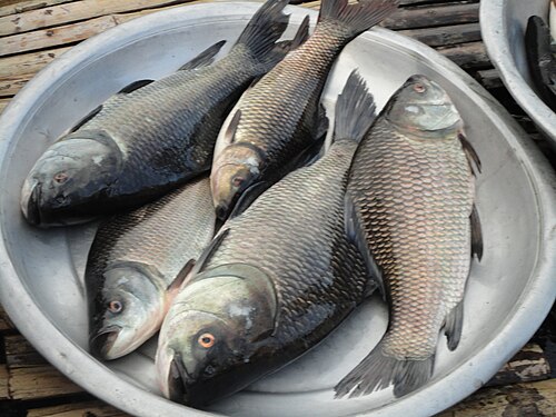 Bangladeshi Fish03.jpg