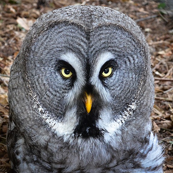 File:Bartkauz - Great Grey Owl (Strix nebulosa) - Weltvogelpark Walsrode 2012-004-cropped.jpg