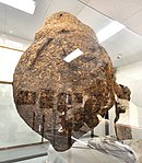 Bee Museum, large hornet's nest.jpg