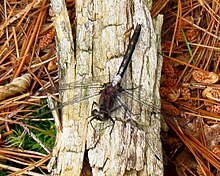 Belbog'li Whiteface, male.jpg