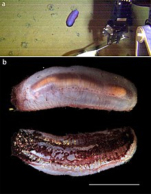 Benthodytes sanguinolenta.