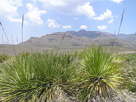 Big Bend National Park PB112590.jpg