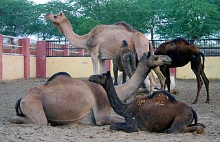 <span class="mw-page-title-main">National Research Centre on Camels, Bikaner</span> Research institute in Rajasthan, India