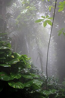 Inside the rainforest biome in Biosphere 2 in 2009 Biosphere2 Rain Forest Biome.jpg