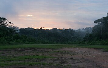 Regenwoud in het Centraal Suriname Natuurreservaat