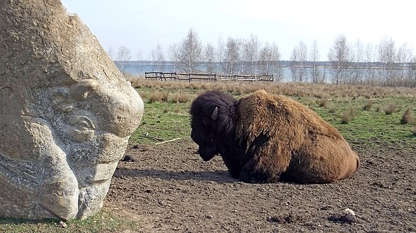 Des bisons sur les rives du Lac Cospuden