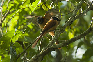 Black-and-cinnamon fantail Species of bird