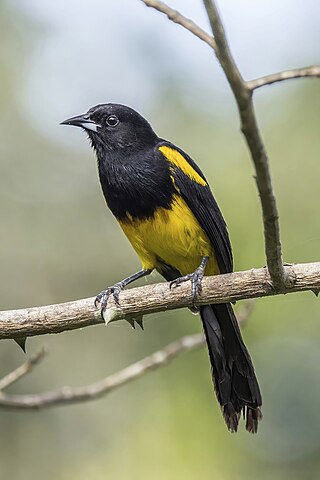 <span class="mw-page-title-main">Black-cowled oriole</span> Species of bird (Icterus prosthemelas) in Central America