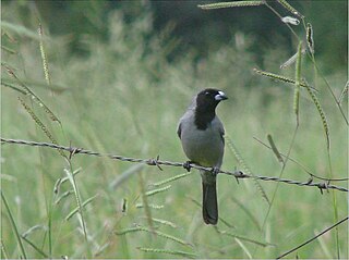 <span class="mw-page-title-main">Black-faced tanager</span> Species of bird