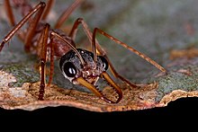 Svarthodet Bull-Ant (Myrmecia nigriceps) .jpg