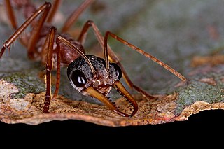 <i>Myrmecia nigriceps</i> Species of ant