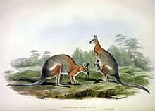 Қара жолақты wallaby.jpg