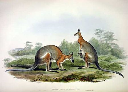 Macropus_dorsalis