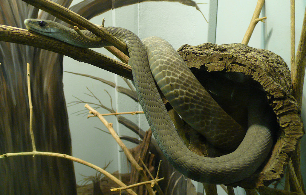 Eastern green mamba - Wikipedia