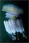 Black sea fauna jelly 01.jpg