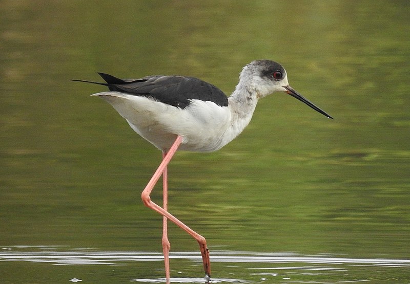 File:Black winged stilt 17 (Himantopus himantopus) പവിഴക്കാലി .jpg